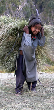Girl carrying Grass