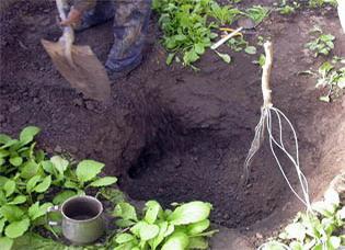 GreenhouseMeasuremnet1a